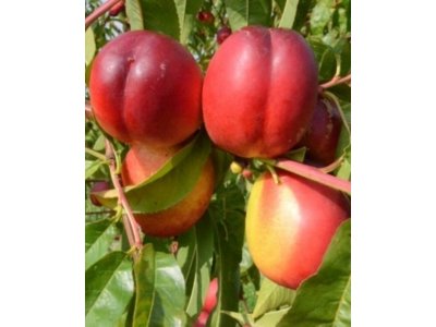Prunus persica ´Caldesi 2000´ - raná nektarinka