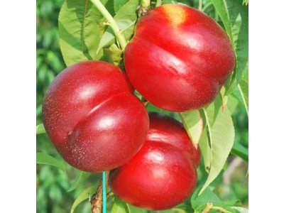 Prunus persica ´Madego´ - středně raná nektarinka