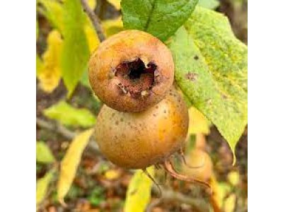 Mespilus germanica ´Macrocarpa´ - mišpule německá