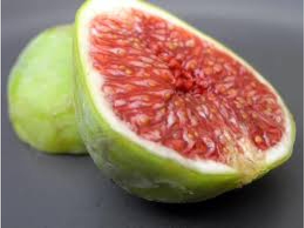 Ficus carica ´Dalmatia´ - fíkovník