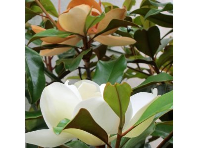 Magnolia grandiflora ´Bracken´s Brown Beauty´ - šácholan velkokvětý