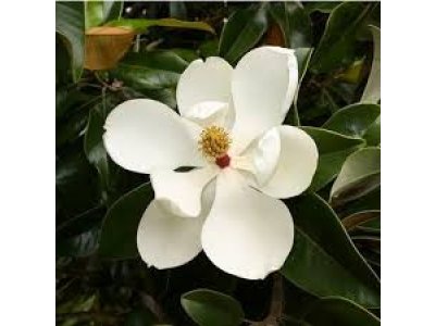 Magnolia grandiflora ´Edith Bouge´ - šácholan velkokvětý