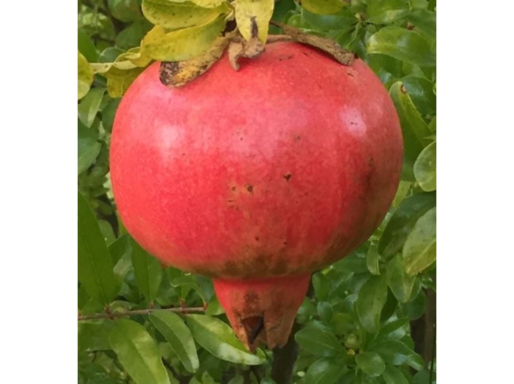Punica granatum ´Uzbek´ - granatovník obecný - hardy pomegranate /NEWS/
