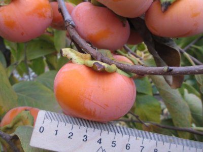 Diospyros x hybrida ´Dar Sofievky´ - hardy persimmon /diospyros lotus