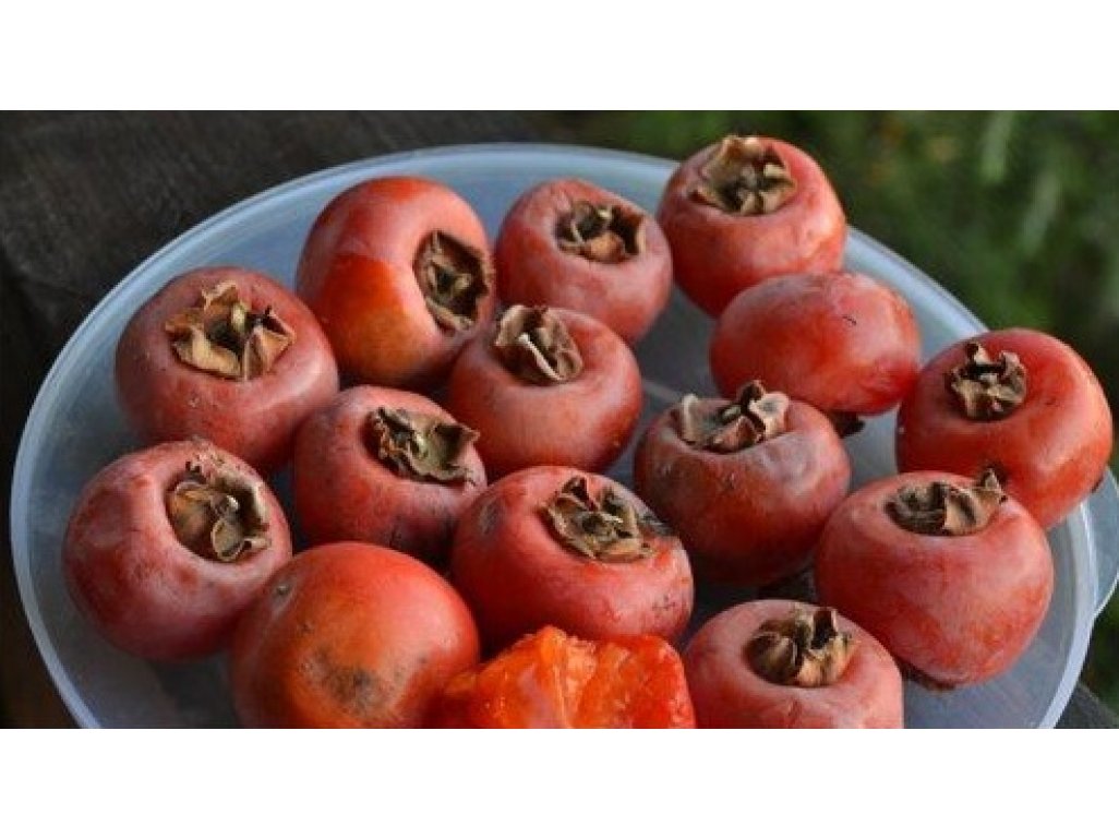 Diospyros x hybrida ´Rosseyanka´ - hardy persimmon /diospyros lotus /summer 2026/