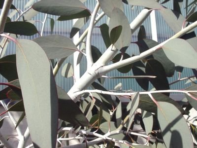 Eucalyptus pauciflora ssp. debeuzevillei - hardy eucalyptus