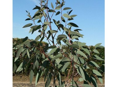 Eucalyptus pauciflora ssp. niphophila - hardy eucalyptus