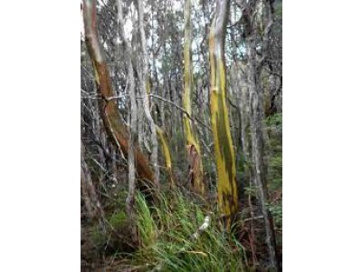 Eucalyptus subcrenulata - hardy persimmon