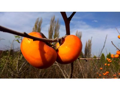 Diospyros x hybrida ´NBT´  - hardy persimmon/ diospyros lotus /SUMMER 2026/