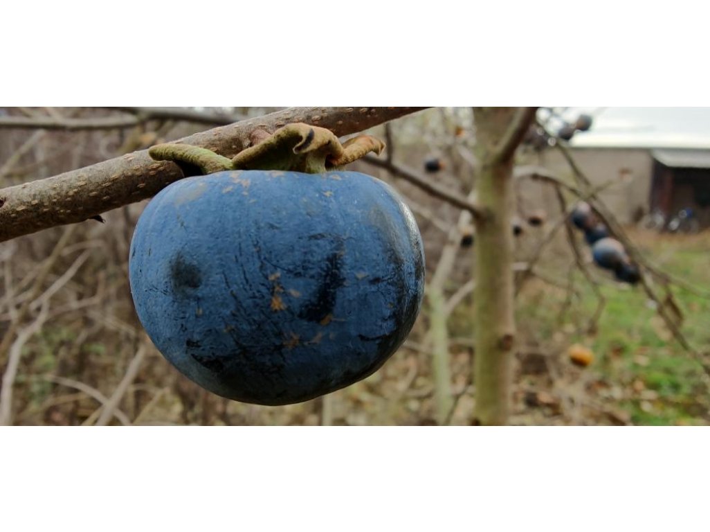 Diospyros x hybrida ´NB-No2´  - hardy persimmon / diospyros lotus /SUMMER 2026/