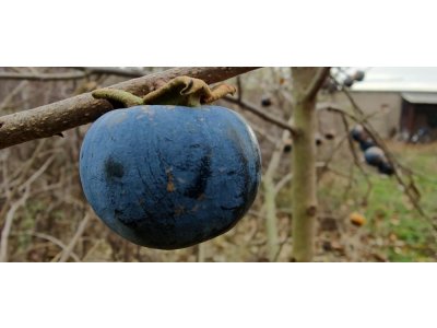 Diospyros x hybrida ´NB-No2´  - hardy persimmon / diospyros lotus /SUMMER 2026/