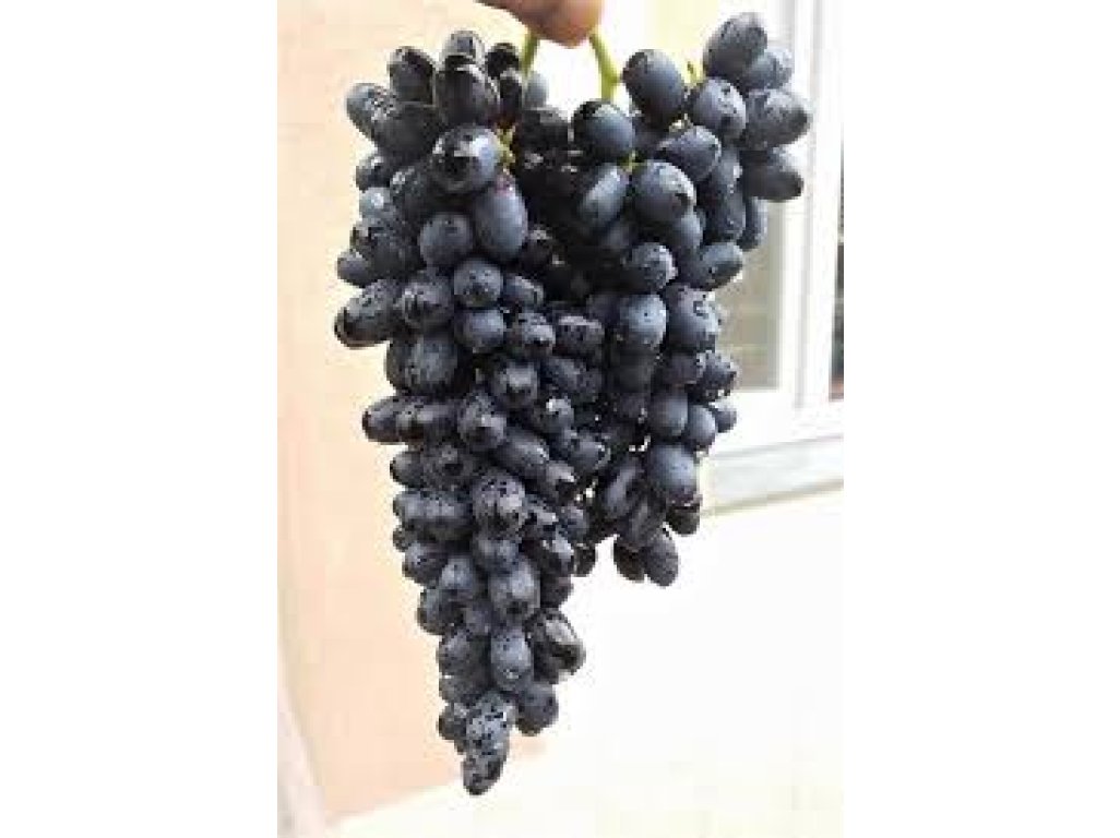 Vitis vinifera ´Joy seedless´ - bezsemenná modrá