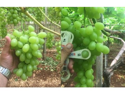 Vitis vinifera ´Prime Seedless´ - bezsemenná bílá odrůda