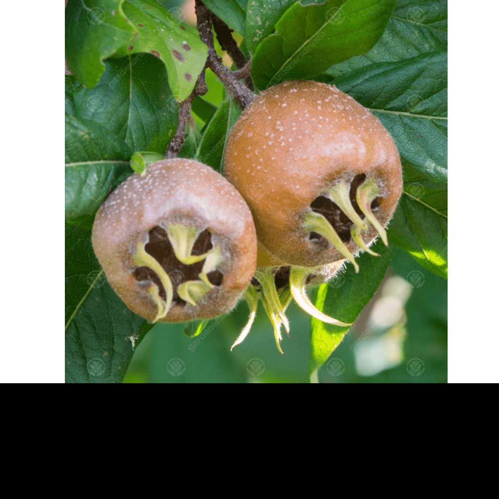 Mespilus germanica ´Monstruese de Evreinoff´ - mišpule německá  /SUMMER 2026/