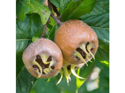 Mespilus germanica ´Monstruese de Evreinoff´ - mišpule německá