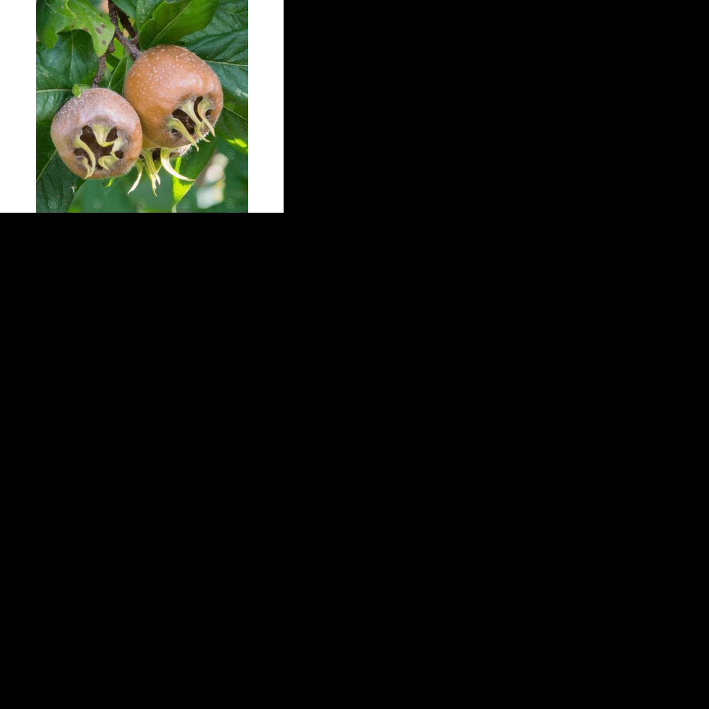 Mespilus germanica ´Monstruese de Evreinoff´ - mišpule německá  /SUMMER 2026/