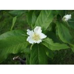 Mespilus germanica ´Monstruese de Evreinoff´ - mišpule německá  /SUMMER 2026/