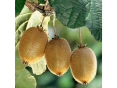 Actinidia chinensis ´Solo´ - samosprašná odrůda