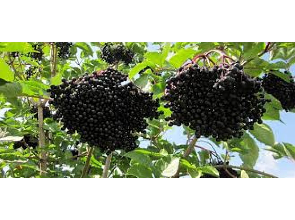 Sambucus nigra ´Haschberg´ - bez černý plodová odrůda