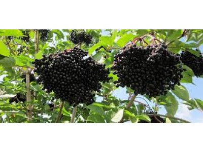 Sambucus nigra ´Haschberg´ - bez černý plodová odrůda