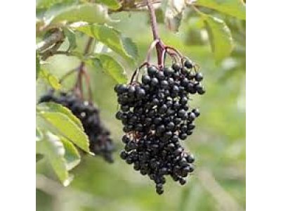 Sambucus nigra ´Samyl´ - bez černý plodová odrůda