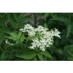 Sambucus nigra ´Samyl´ - bez černý plodová odrůda