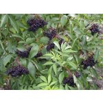 Sambucus nigra ´Samyl´ - bez černý plodová odrůda
