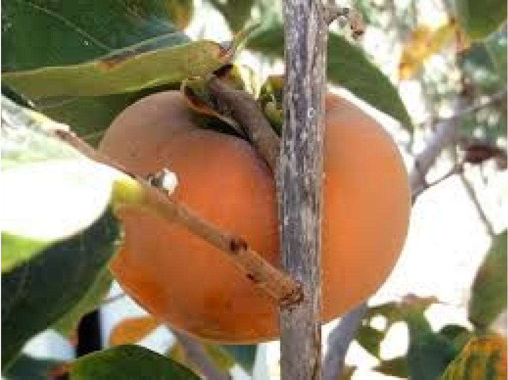Diospyros kaki ´Pakistan Seedless´ - japanese persimmon