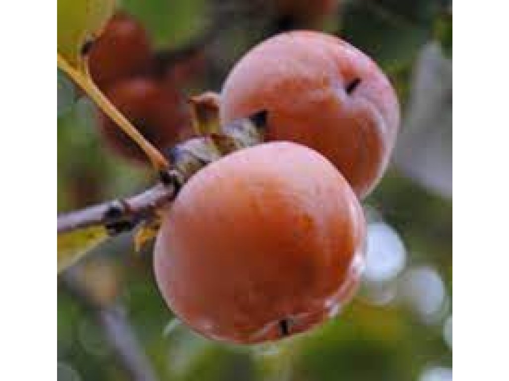 Diospyros virginiana ´Ruby´ - hardy persimmon/ diospyros lotus