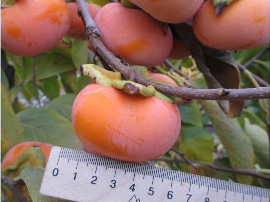 Diospyros x hybrida ´Dar Sofievky´ - hardy persimmon /diospyros virginiana
