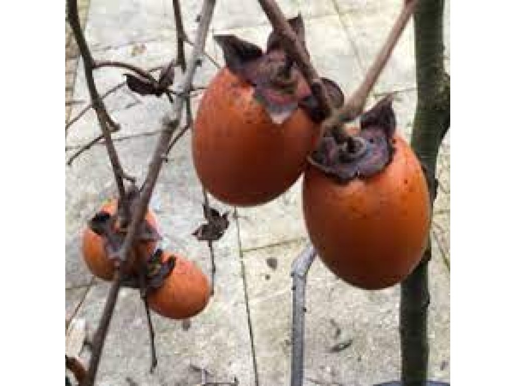 Diospyros kaki ´Pendula´ - japanese persimmon - rarita
