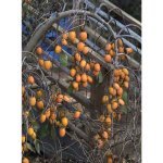 Diospyros kaki ´Pendula´ - japanese persimmon - rarita