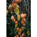 Diospyros kaki ´Pendula´ - japanese persimmon - rarita