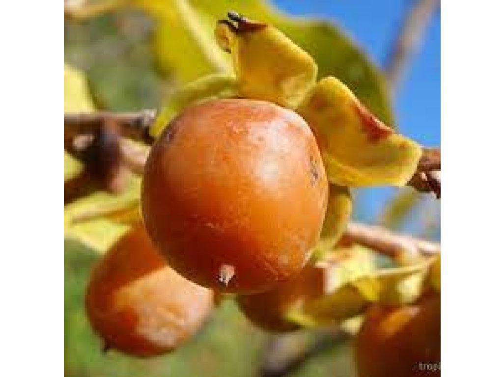 Diospyros lotus ´Maalte´ - tomel obecný plodový
