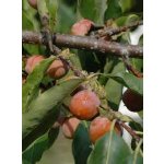 Diospyros lotus ´Maalte´ - tomel obecný plodový