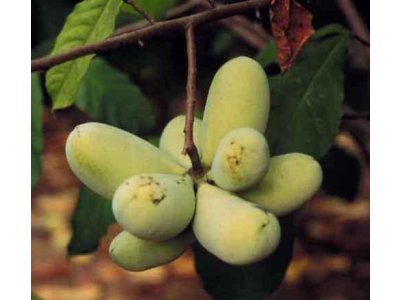 Asimina triloba ´SAA Zimmerman´ - muďoul trojlaločný