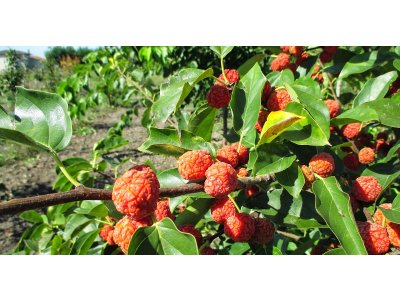 Cudrania tricuspidata ´Seedless´ - cudrang, che, kudránie samosprašná