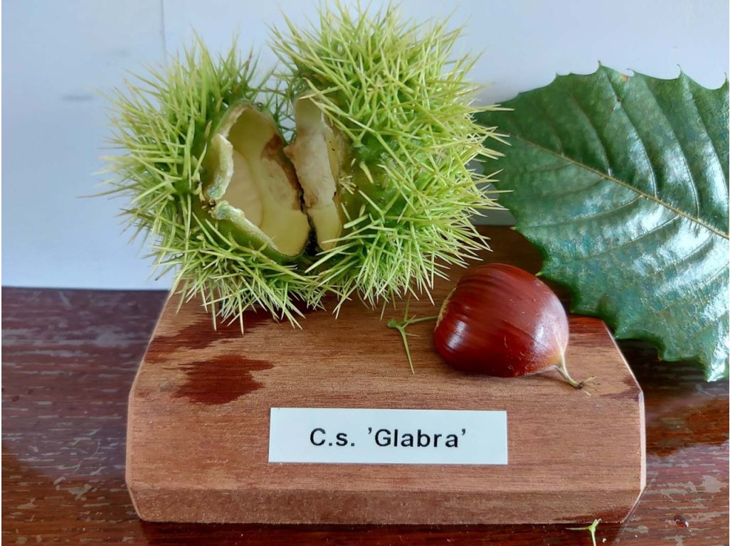 Castanea sativa ´Glabra´ - kaštanovník setý