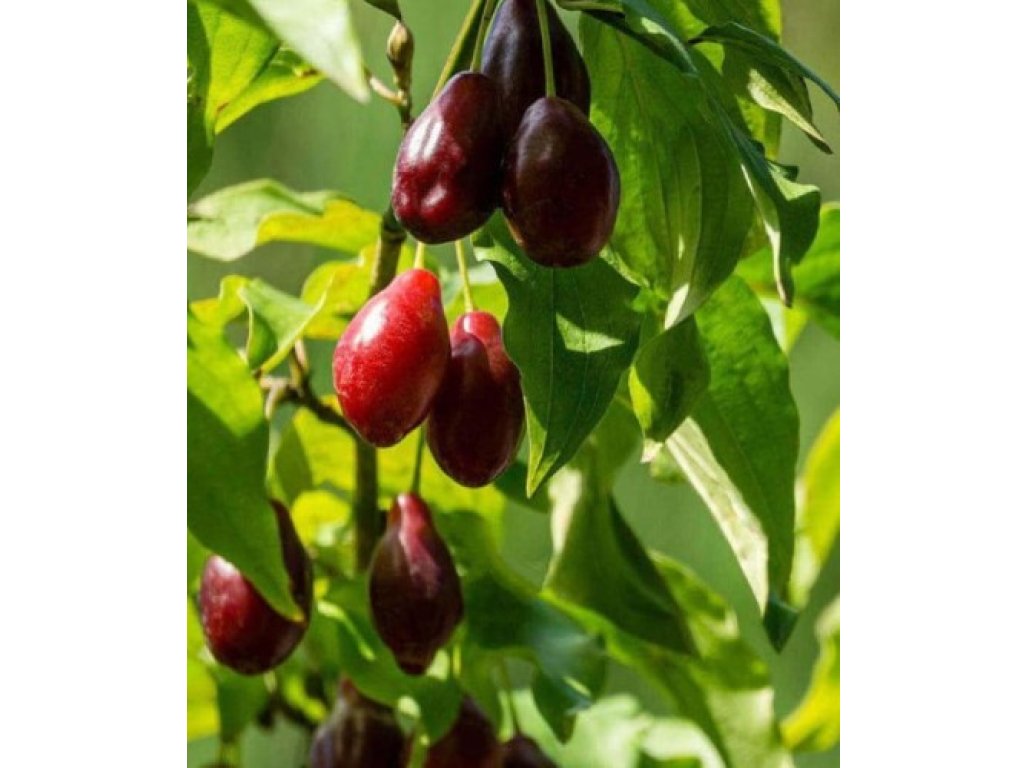 Cornus mas ´Egzotycnyj´ - velkoplodá odrůda