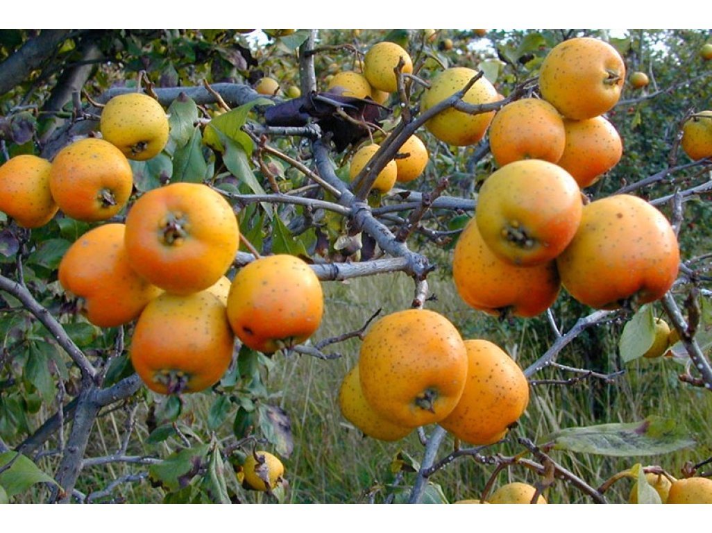Crataegus mexicana ´Big Yellow´ - velkoplodý hloh