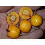 Crataegus mexicana ´Big Yellow´ - velkoplodý hloh