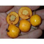 Crataegus mexicana ´Big Yellow´ - velkoplodý hloh