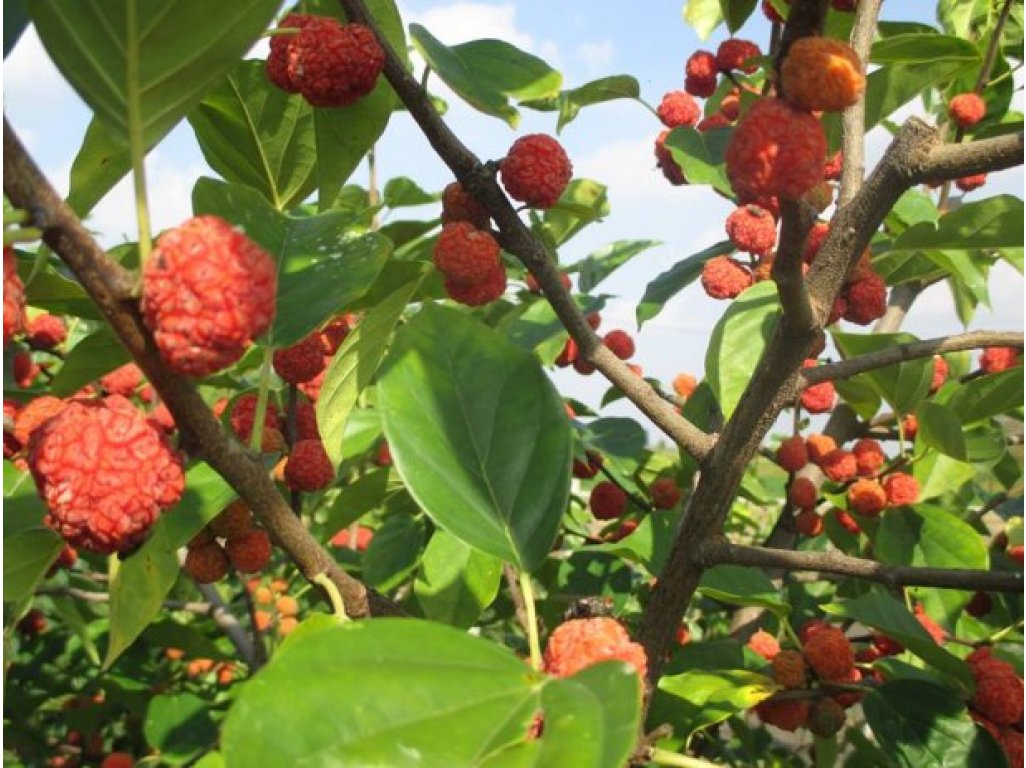 Cudrania tricuspidata ´Darrow´ - cudrang, che /SUMMER 2026/