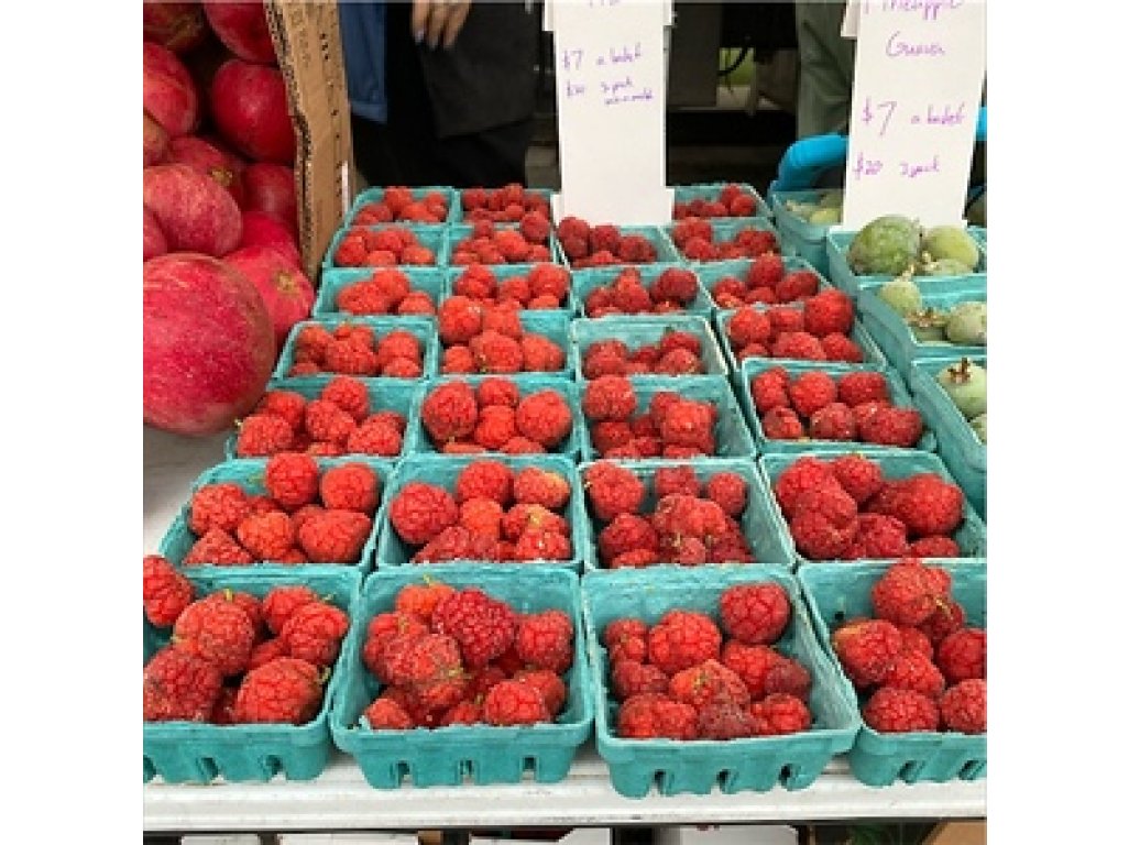 Cudrania tricuspidata ´Parthenos´ - cudrang, che - samosprašná odrůda /SUMMER 2026/