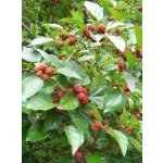 Cudrania tricuspidata ´Parthenos´ - cudrang, che - samosprašná odrůda /SUMMER 2026/