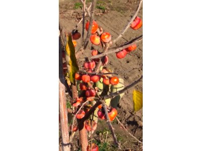 Diospyros x hybrida ´Pamjať Mamy´ - hardy persimmon/ diospyros lotus