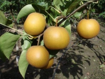Pyrus pyrifolia ´Chojuro´ - asijská hrušeň