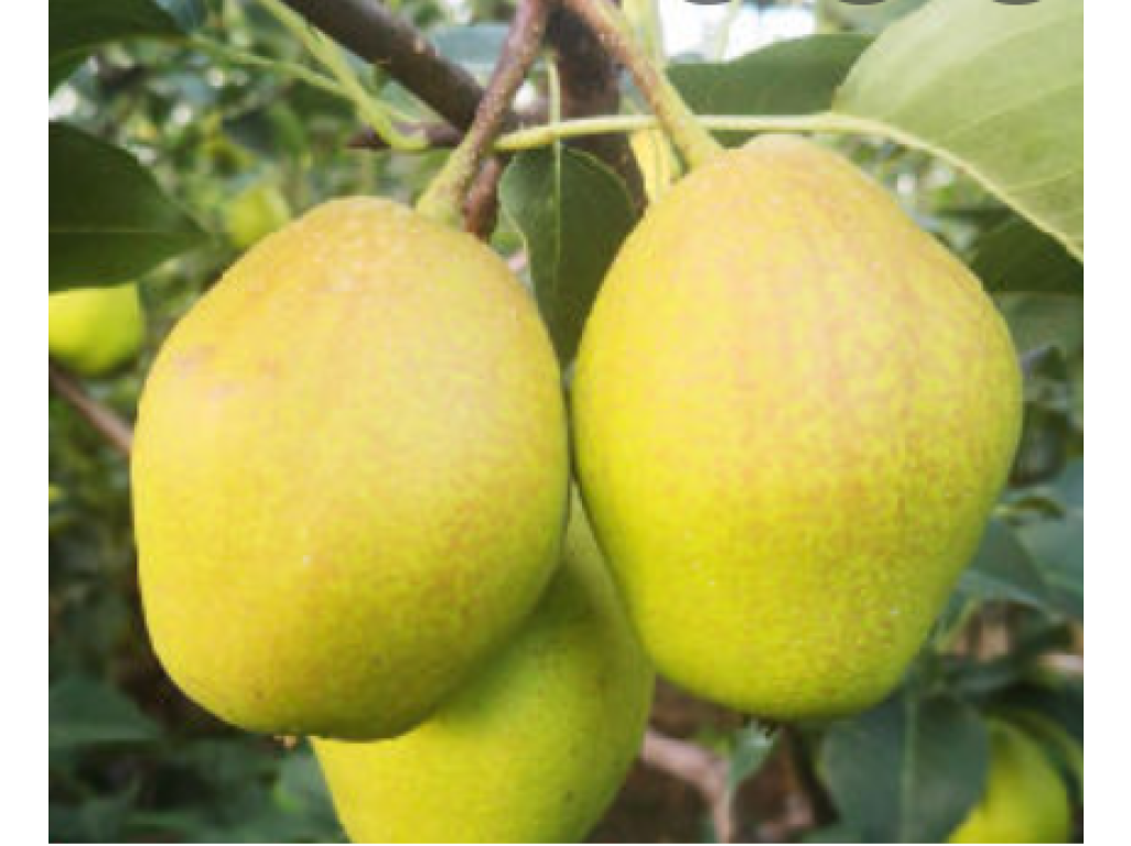 Pyrus pyrifolia ´Hong Li´ - asijská hrušeň