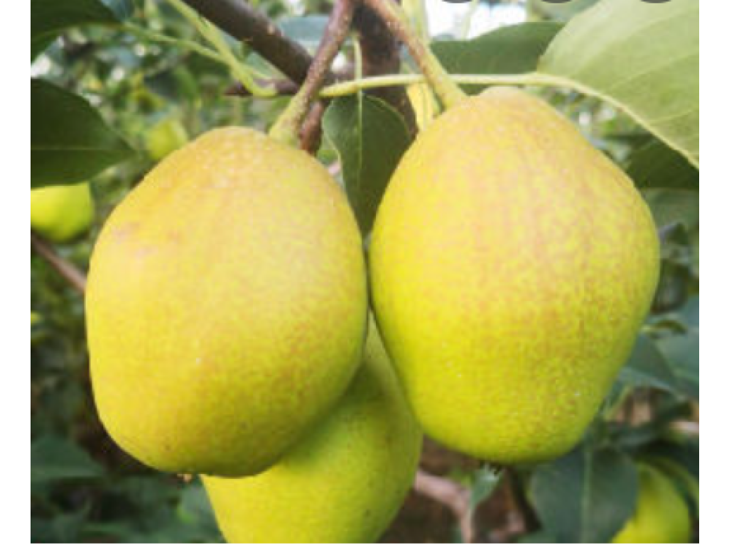 Pyrus pyrifolia ´Hong Li´ - asijská hrušeň /SUMMER 2026/