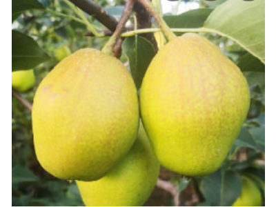 Pyrus pyrifolia ´Hong Li´ - asijská hrušeň /SUMMER 2026/